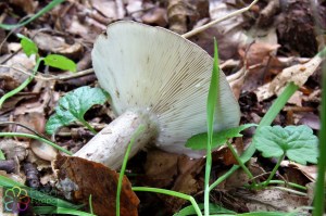 lactarius blennius (1000 x 667).jpg_product_product_product